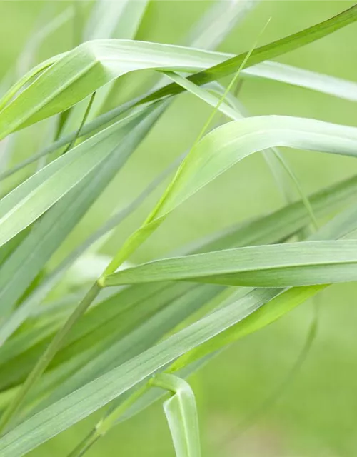 Garten-Ruten-Hirse 'Hänse Herms'