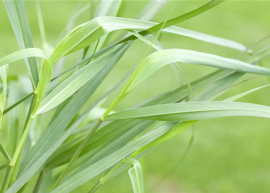 Garten-Ruten-Hirse 'Hänse Herms'