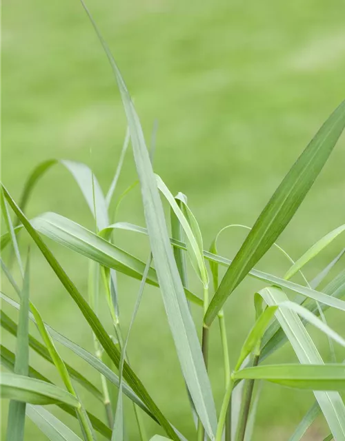 Garten-Ruten-Hirse 'Hänse Herms'