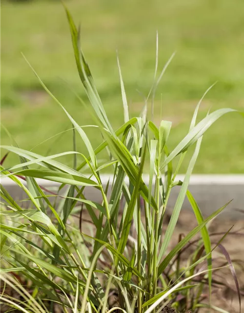 Garten-Ruten-Hirse 'Hänse Herms'