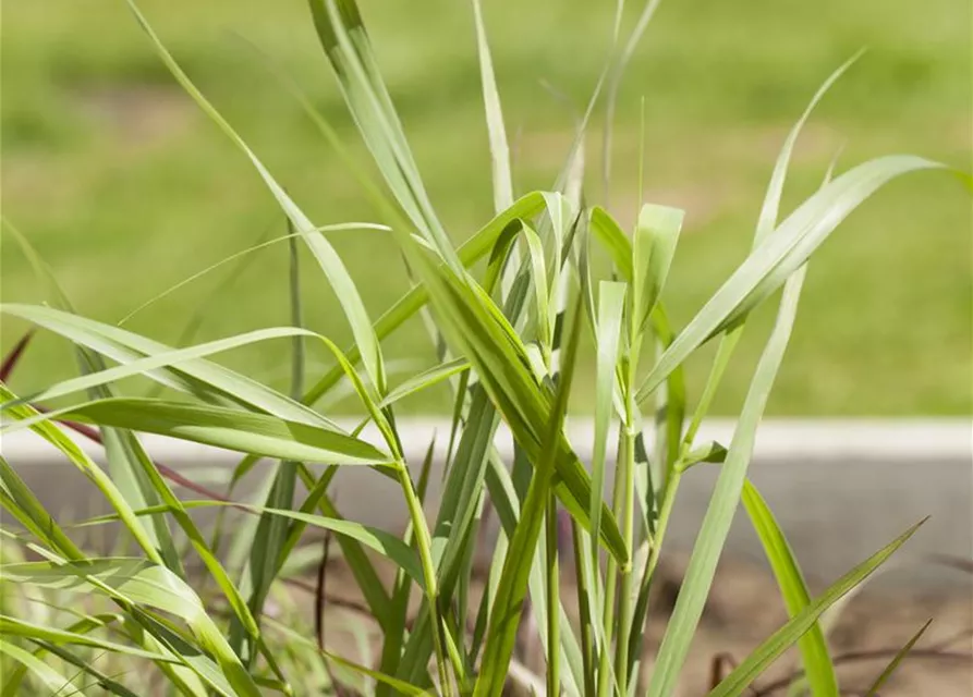 Garten-Ruten-Hirse 'Hänse Herms'