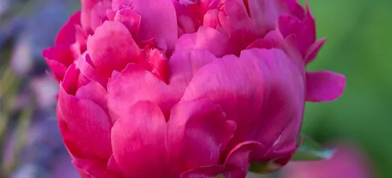 Garten-Pfingstrose 'General Mac Mahon'