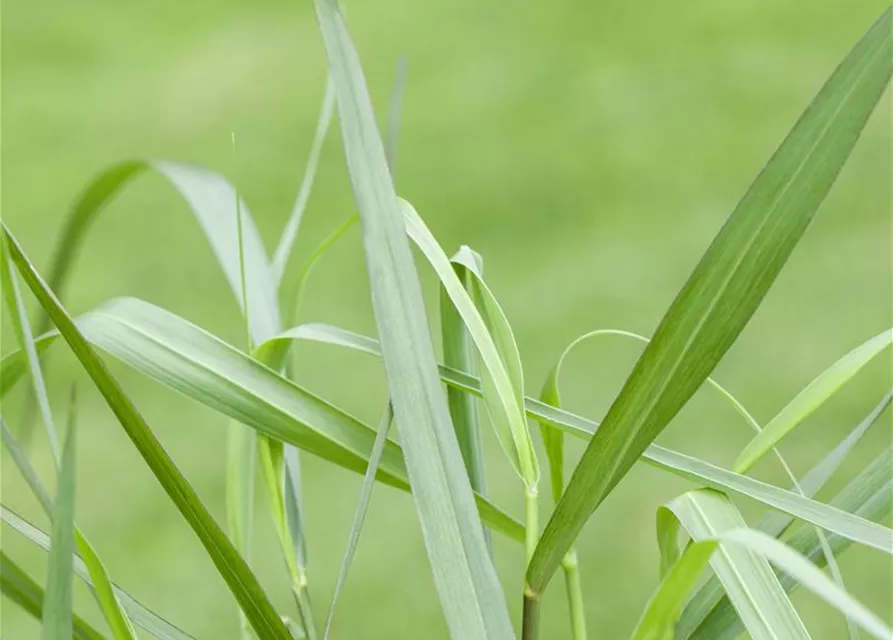 Garten-Ruten-Hirse 'Hänse Herms'