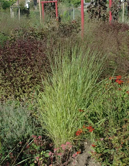 Garten-Ruten-Hirse 'Hänse Herms'