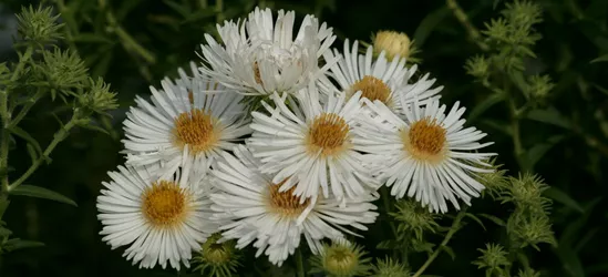 Garten-Raublatt-Aster 'Herbstschnee'
