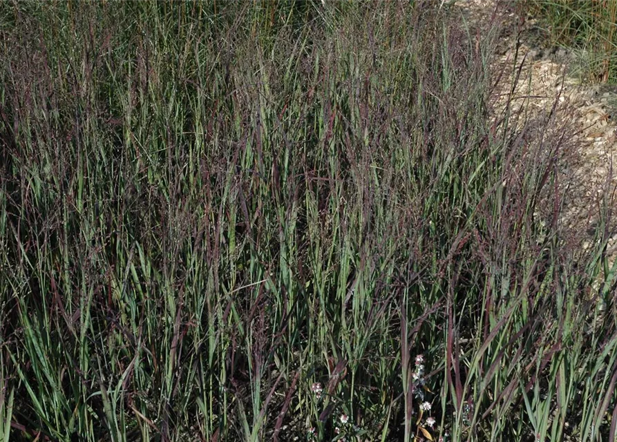 Garten-Ruten-Hirse 'Heiliger Hain'