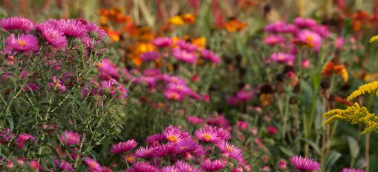 Garten-Raublatt-Aster 'Lachsglut'