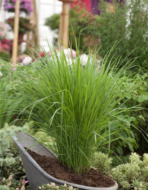 Garten-Ruten-Hirse 'Northwind'