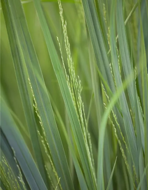 Garten-Ruten-Hirse 'Northwind'