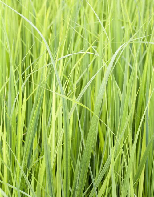 Garten-Ruten-Hirse 'Northwind'