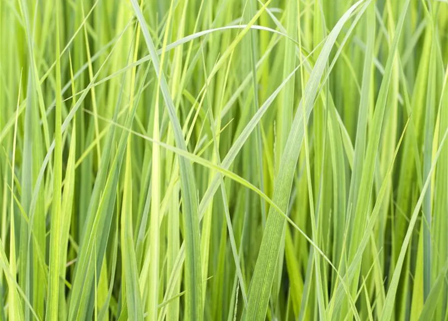 Garten-Ruten-Hirse 'Northwind'