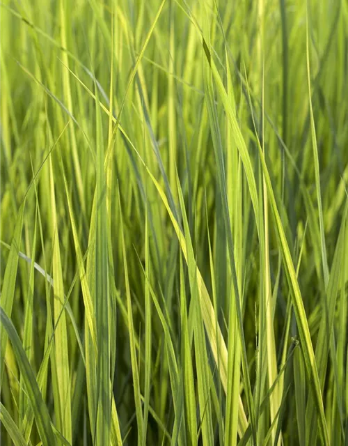 Garten-Ruten-Hirse 'Northwind'