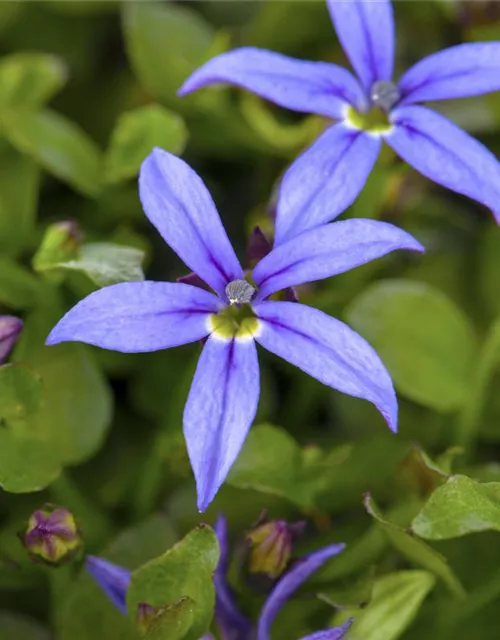 Garten-Scheinlobelie 'County Park'
