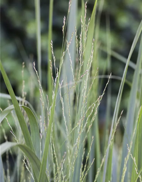 Garten-Ruten-Hirse 'Northwind'