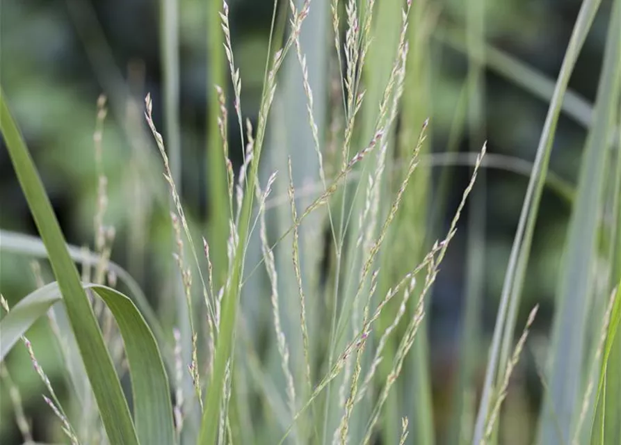 Garten-Ruten-Hirse 'Northwind'
