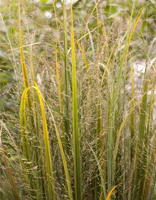Garten-Ruten-Hirse 'Northwind'
