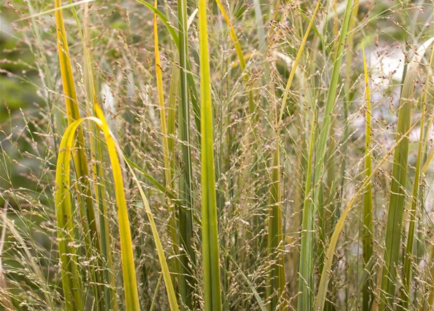 Garten-Ruten-Hirse 'Northwind'