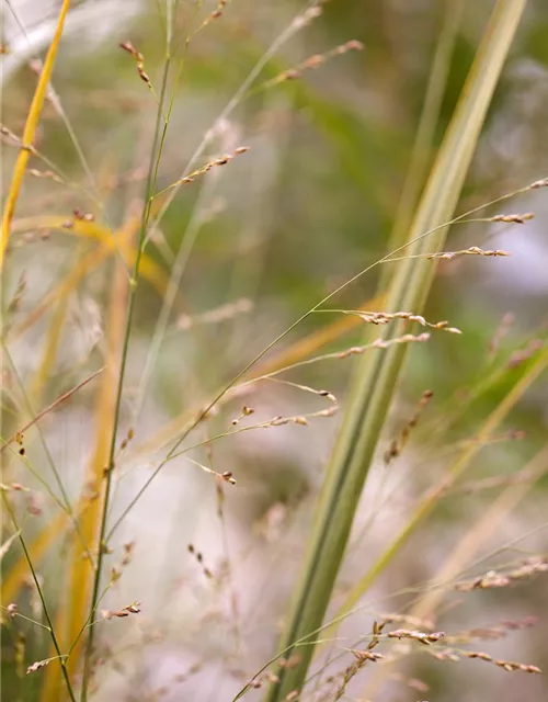 Garten-Ruten-Hirse 'Northwind'