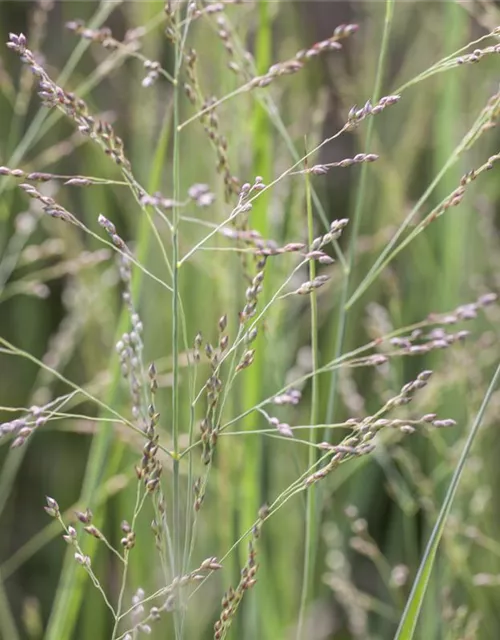 Garten-Ruten-Hirse 'Northwind'