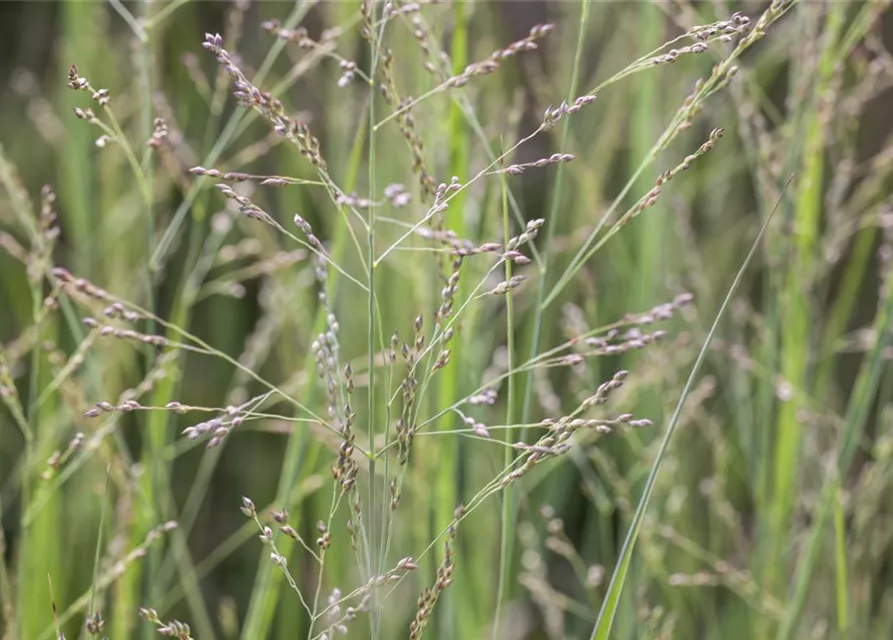 Garten-Ruten-Hirse 'Northwind'