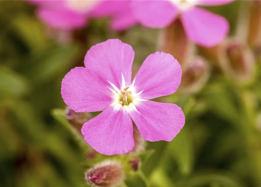 Garten-Polster-Seifenkraut 'Bressingham'
