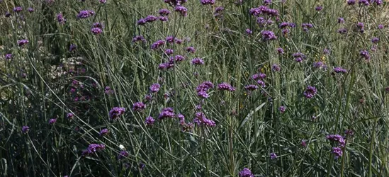 Garten-Ruten-Hirse 'Prairie Sky'