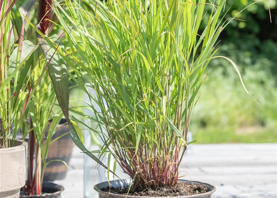 Garten-Ruten-Hirse 'Rehbraun'