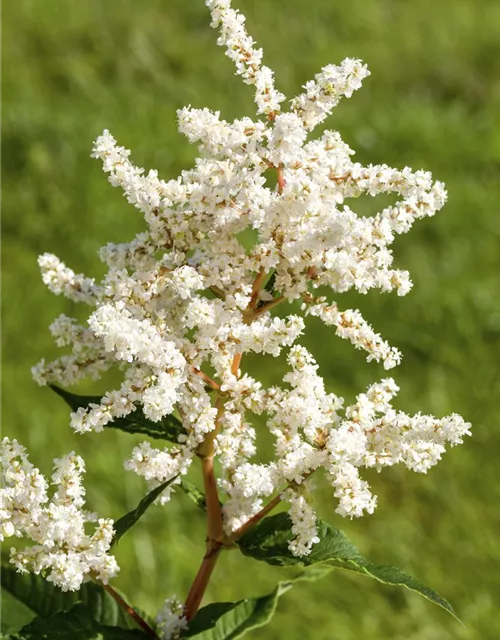 Garten-Prachtspiere 'Deutschland'
