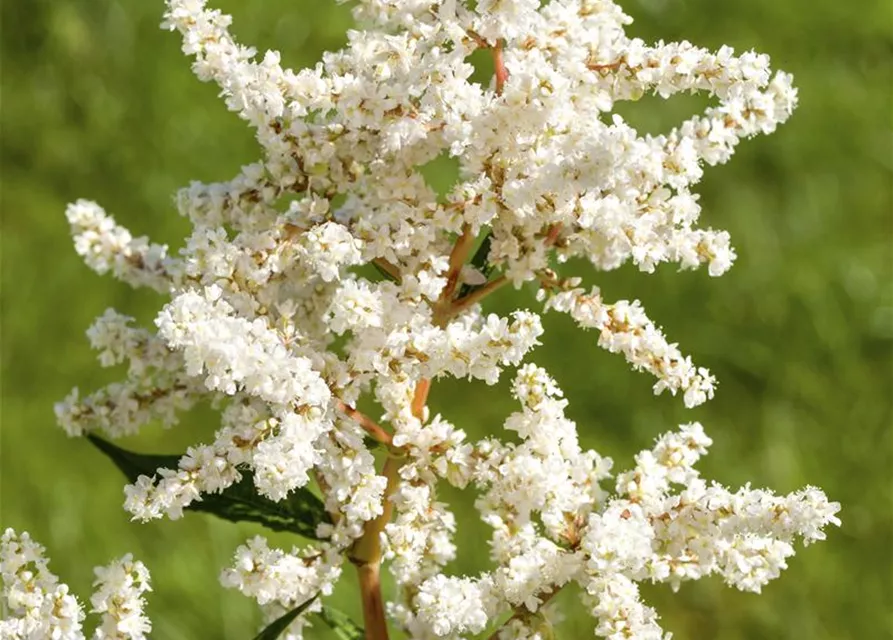 Garten-Prachtspiere 'Deutschland'