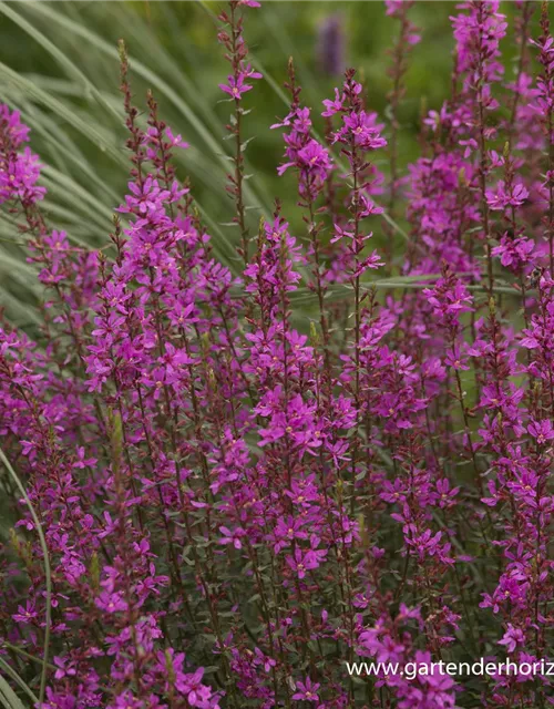 Garten-Ruten-Weiderich 'Dropmore Purple'