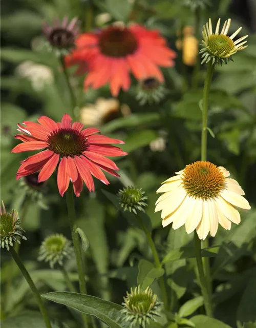 Garten-Scheinsonnenhut 'Cheyenne Spirit'