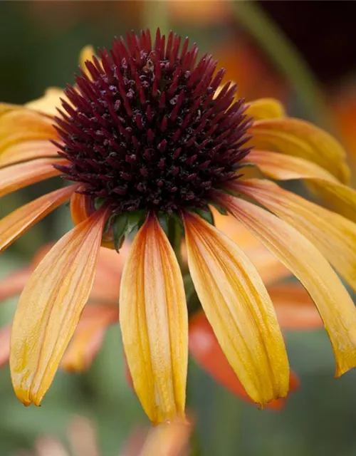 Garten-Scheinsonnenhut 'Tangerine Dream'®
