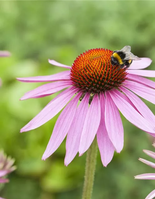 Garten-Scheinsonnenhut 'Magnus'