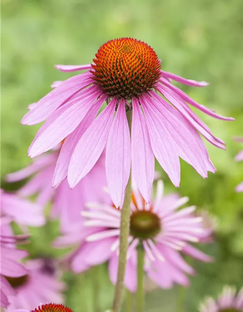 Garten-Scheinsonnenhut 'Magnus'