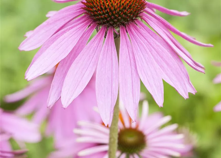 Garten-Scheinsonnenhut 'Magnus'