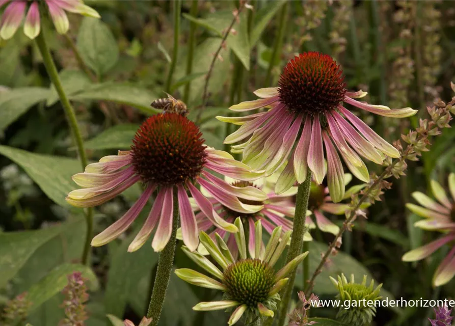 Garten-Scheinsonnenhut 'Green Envy'®