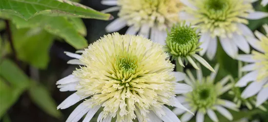 Garten-Scheinsonnenhut 'Meringue'