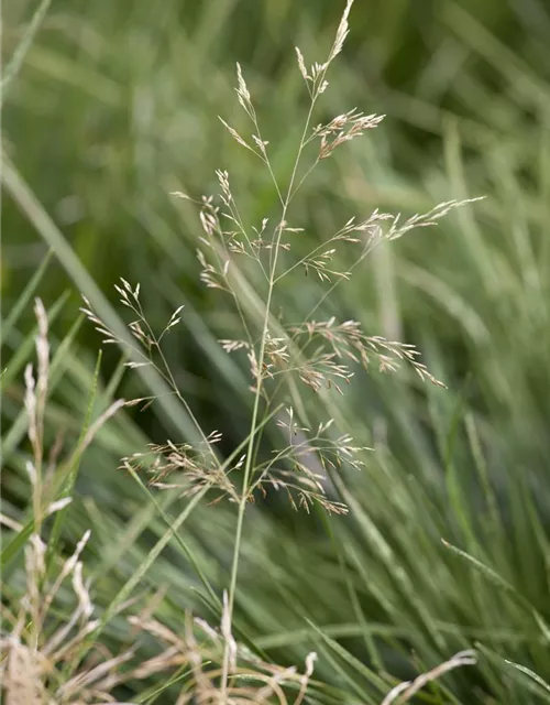 Garten-Schmiele 'Goldtau'