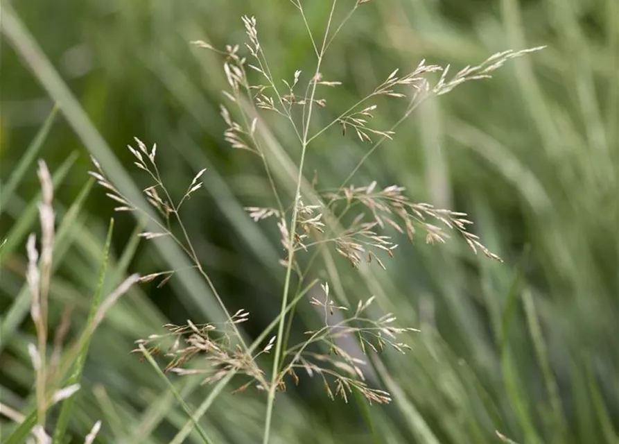 Garten-Schmiele 'Goldtau'