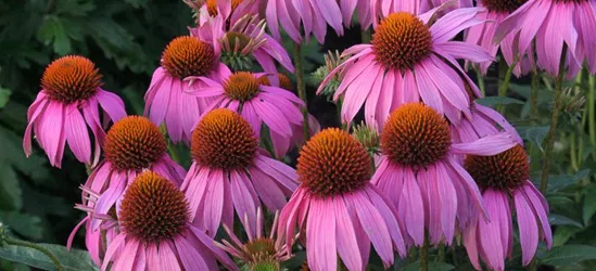 Garten-Scheinsonnenhut 'Mistral'