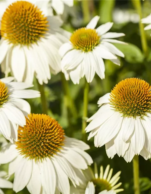 Garten-Scheinsonnenhut 'PowWow® White'