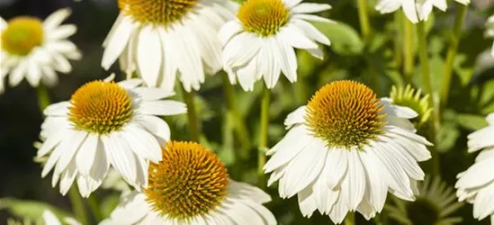 Garten-Scheinsonnenhut 'PowWow® White'