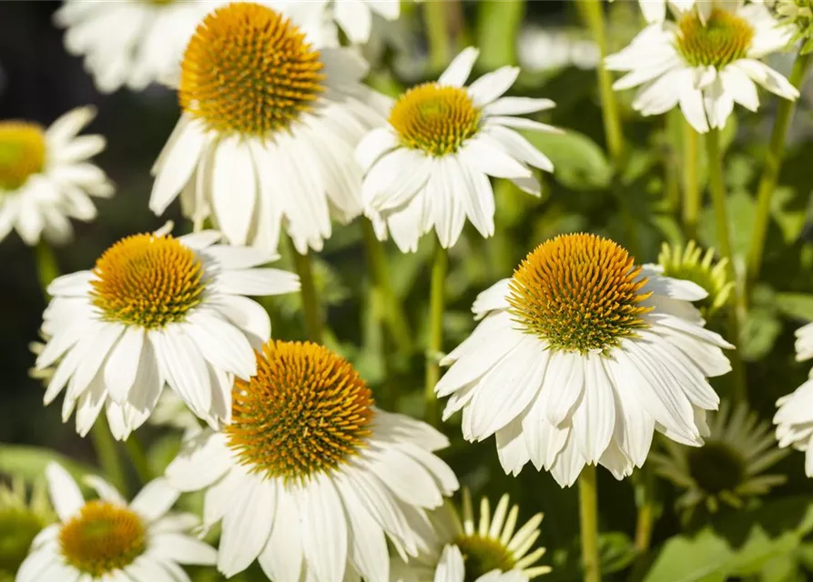 Garten-Scheinsonnenhut 'PowWow® White'