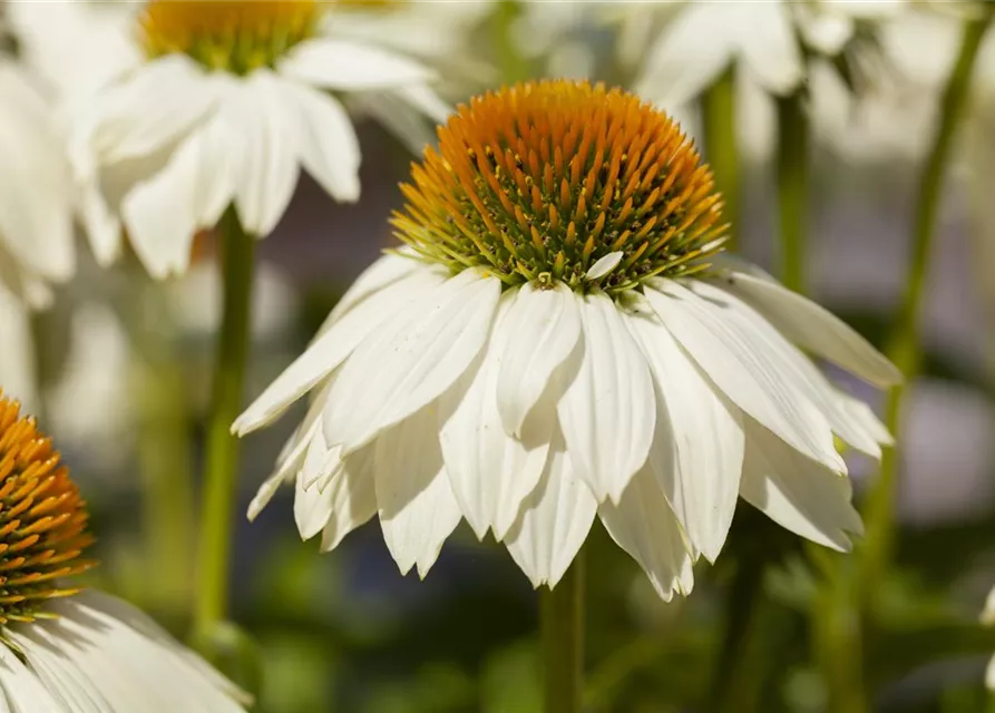 Garten-Scheinsonnenhut 'PowWow® White'