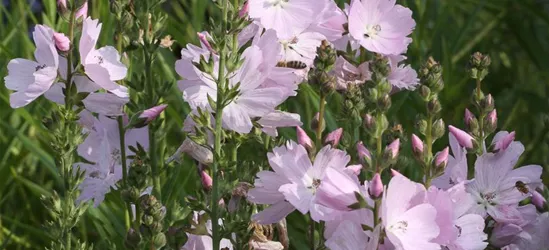 Garten-Schmuckmalve 'Elsie Heugh'