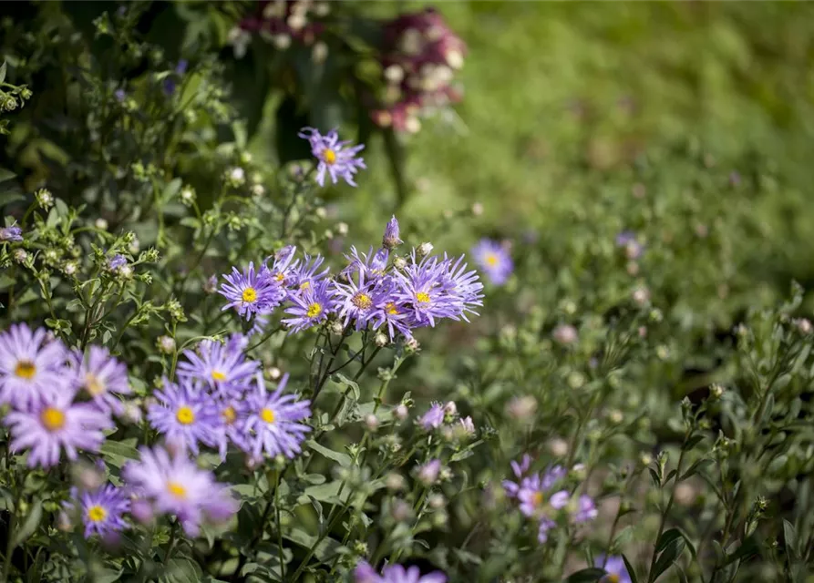 Garten-Sommer-Aster 'Rudolf Goethe'