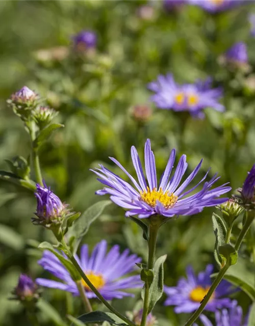 Garten-Sommer-Aster 'Sternkugel'
