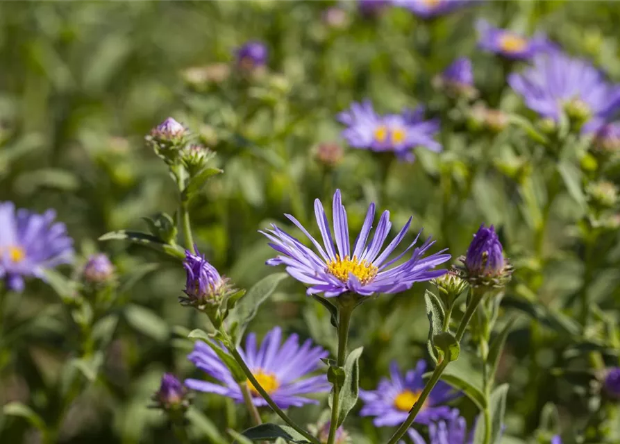 Garten-Sommer-Aster 'Sternkugel'