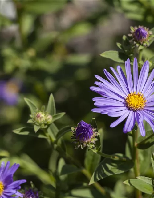 Garten-Sommer-Aster 'Sternkugel'