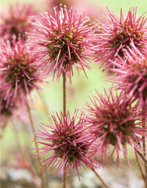 Garten-Stachelnüsschen 'Kupferteppich'